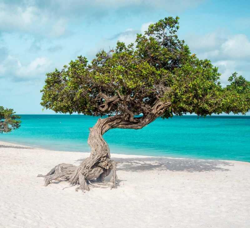 Boom op het strand van Aruba - Lavidatravel.nl